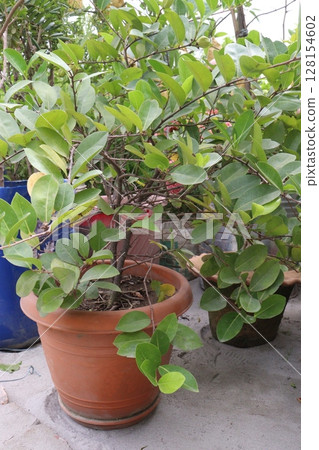 Cocoplum also called Chrysobalanus icaco plant 128154602