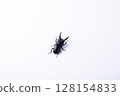 TITANUS 128154833