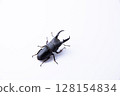 TITANUS 128154834