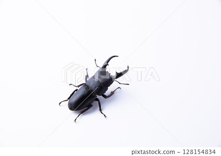 TITANUS TITANUS 128154834