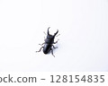 TITANUS 128154835