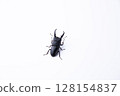TITANUS 128154837
