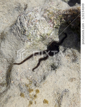 Close Up of Marine Life on Coral Reef with Spiny Black Creature in Shallow Waters Close Up of Marine Life on Coral Reef with Spiny Black Creature in Shallow Waters 128154849