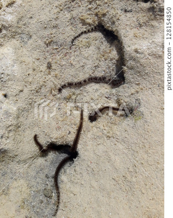Close Up of Multiple Black Marine Worms Emerging from Sandy Coral Reef Surface 128154850