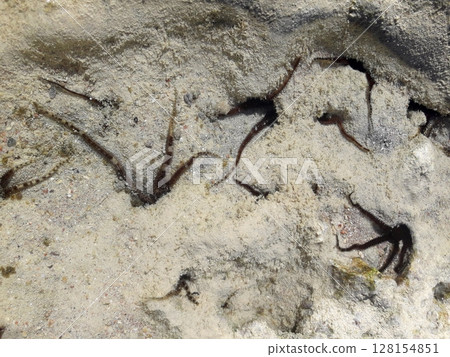 Close Up of Coral Reef with Black Spiny Marine Creatures in Sandy Shallow Waters 128154851