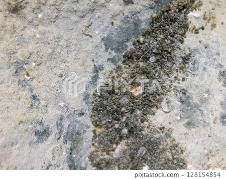 Sandy Seabed Covered with Small Shells and Organic Debris in Shallow Coastal Area 128154854