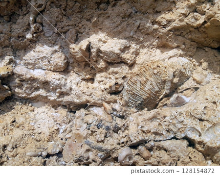 Close Up of Fossilized Shell Embedded in Rough Sandy Rock Surface 128154872