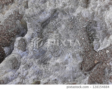 Prominent Coral Fossil Embedded in Textured Rock with Surrounding Small Fossils 128154884