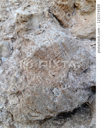 A detailed close up of an ancient fossil embedded in a rugged rock formation, showcasing intricate patterns and textures that hint at its prehistoric origins 128154889