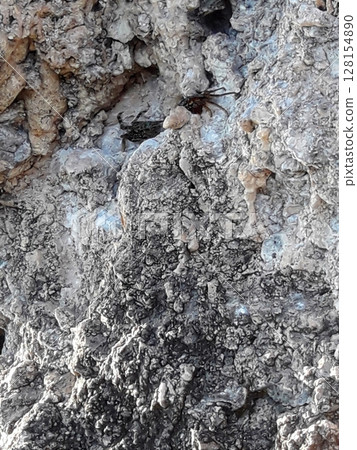 A close up view of a rugged, textured rock surface with small insects exploring its intricate crevices and patterns 128154890