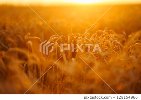 Golden spikelets of wheat in the field at sunset. Agricultural concept. Harvest nature growth. Golden spikelets of wheat in the field at sunset. Agricultural concept. Harvest nature growth. 128154966