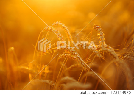 Golden spikelets of wheat in the field at sunset. Agricultural concept. Harvest nature growth. 128154970