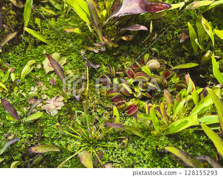 Carnivorous plants thriving in a lush, green habitat of North Carolina wetlands 128155293