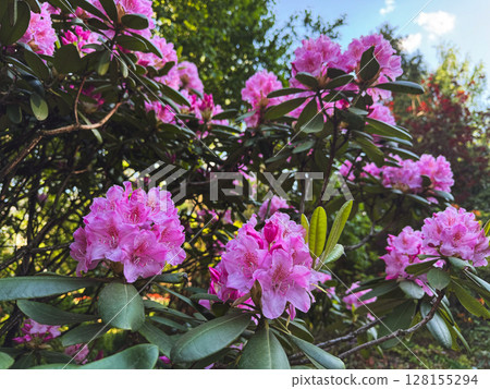 Vibrant pink rhododendron blossoms on a sunny spring day in a garden 128155294