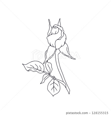 Hand drawn black and white line art rose flower isolated on white background 128155315