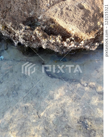 A tranquil coastal scene featuring clear water gently lapping against a rugged, barnacle covered rock formation under the sunlight 128155321