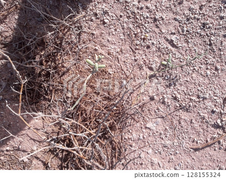 Small succulent plant growing amidst dry twigs and soil in a desert environment 128155324