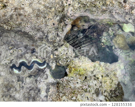 A close up view of a vibrant coral reef ecosystem, showcasing a giant clam nestled among rocks and a sea urchin with long spines 128155338
