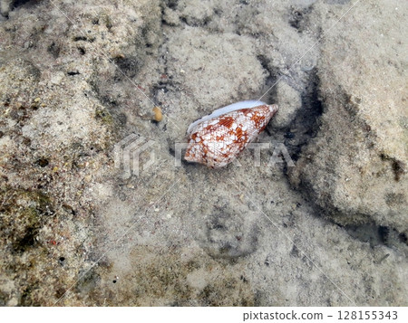 A beautifully patterned seashell resting on the sandy ocean floor, surrounded by clear water and small rocks A beautifully patterned seashell resting on the sandy ocean floor, surrounded by clear water and small rocks 128155343