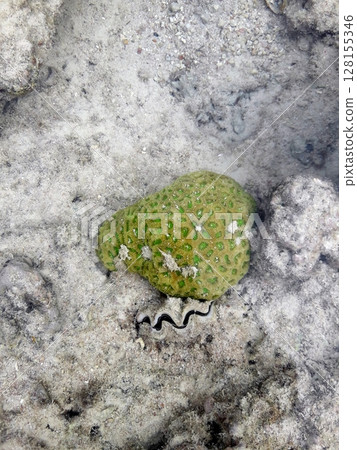 A vibrant green coral resting on a sandy ocean floor, surrounded by natural underwater textures and subtle marine life 128155346