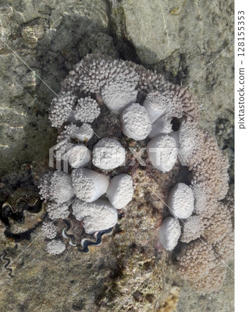A captivating underwater view of coral formations and marine life, highlighting the intricate textures and vibrant ecosystem thriving on a rocky ocean floor 128155353
