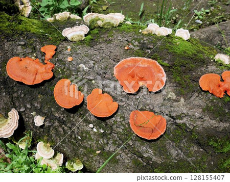 Mushrooms that grow on trees: Hiirotake and Kujiratake Mushrooms that grow on trees: Hiirotake and Kujiratake 128155407