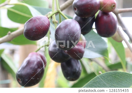 Java plum on tree in farm 128155435