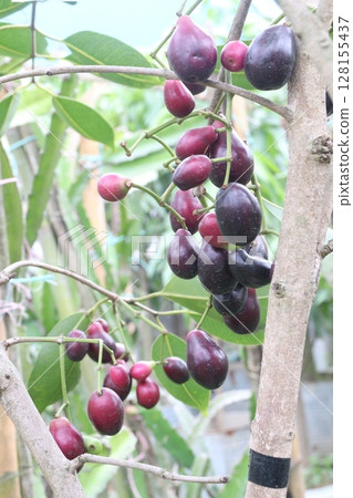 Java plum on tree in farm 128155437
