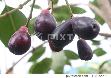 Java plum on tree in farm 128155438