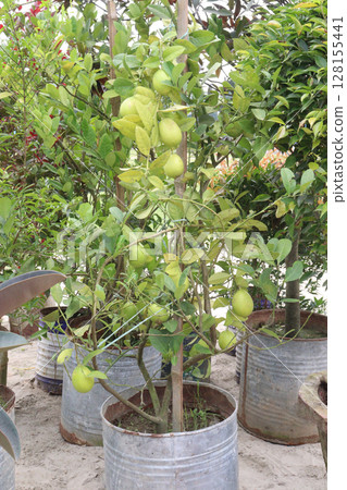 Lemons on tree in farm for harvest Lemons on tree in farm for harvest 128155441