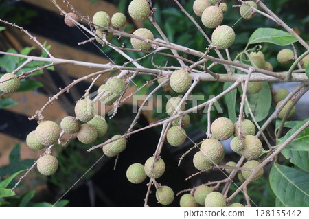 Longan fruit on tree in farm 128155442