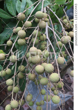 Longan fruit on tree in farm Longan fruit on tree in farm 128155443