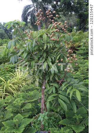 Longan fruit on tree in farm Longan fruit on tree in farm 128155447