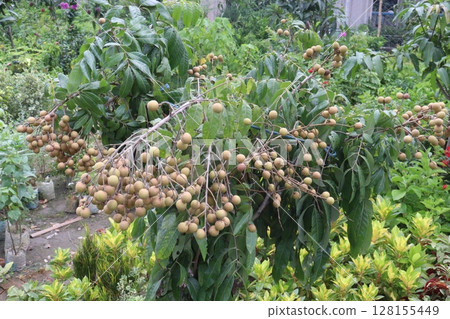 Longan fruit on tree in farm Longan fruit on tree in farm 128155449