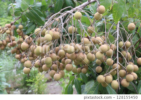 Longan fruit on tree in farm Longan fruit on tree in farm 128155450