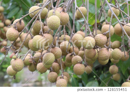 Longan fruit on tree in farm Longan fruit on tree in farm 128155451