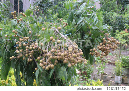 Longan fruit on tree in farm Longan fruit on tree in farm 128155452
