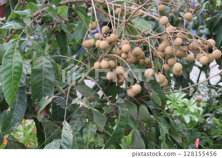 Longan fruit on tree in farm 128155456
