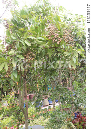 Longan fruit on tree in farm 128155457