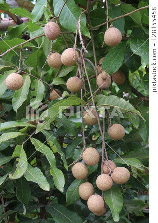 Longan fruit on tree in farm Longan fruit on tree in farm 128155458