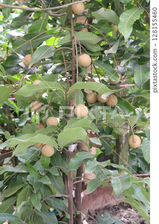 Longan fruit on tree in farm Longan fruit on tree in farm 128155460