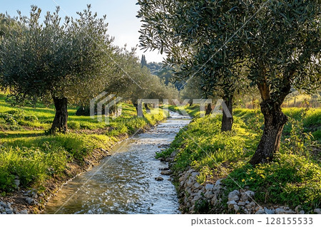 Serene Stream Winding Through a Lush Olive Grove. Sunlight illuminates the tranquil scene. 128155533