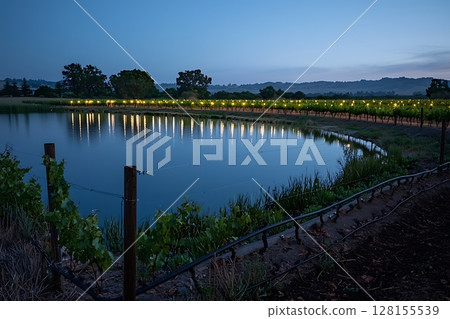 Serene Vineyard at Dusk Illuminated Vines Reflected in a Tranquil Pond. 128155539