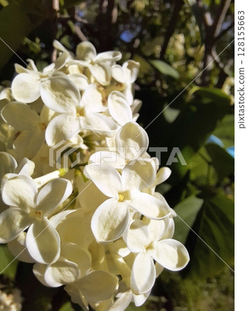 A close up of a cluster of pristine white lilac flowers surrounded by lush green leaves, thriving in a natural outdoor setting with soft lighting A close up of a cluster of pristine white lilac flowers surrounded by lush green leaves, thriving in a natural outdoor setting with soft lighting 128155663