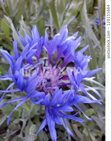 A vibrant close up of a single blue cornflower with delicate petals and a textured center, surrounded by soft green leaves in a natural outdoor setting A vibrant close up of a single blue cornflower with delicate petals and a textured center, surrounded by soft green leaves in a natural outdoor setting 128155664