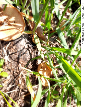 A close up view of small orange capped mushrooms growing naturally among green grass and dark soil, captured in a serene outdoor setting with soft natural light 128155679
