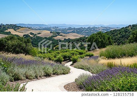 Serene Vineyard Path A Winding Walk Through Lavender and Rolling Hills. 128155758