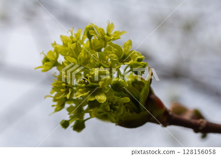 Norway maple blossoms emerge in spring with vibrant yellowish-green flowers highlighting seasonal changes 128156058