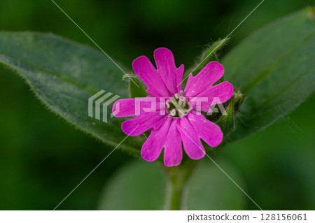 Bright pink flowers of Silene dioica thrive in woodland areas during spring showcasing vibrant colors against lush green foliage 128156061