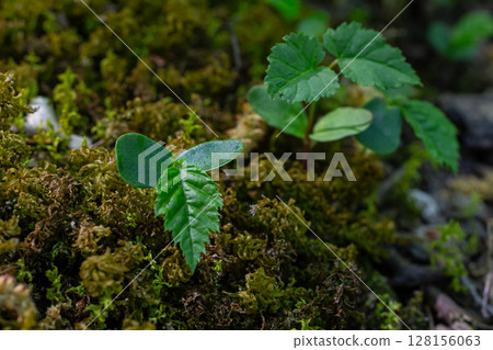 European hornbeam germinated seed with cotyledons and radicle developing in a mossy forest environment European hornbeam germinated seed with cotyledons and radicle developing in a mossy forest environment 128156063